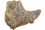 Partial Dinosaur (Triceratops) Rib Head - North Dakota #237653-3